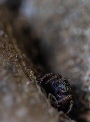 Jumping spider under a small branch