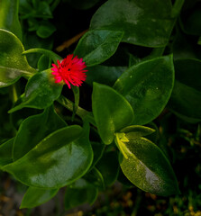  flor roja con plantas verdes