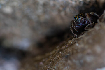 Closeup of jumping spider with beautiful green and blue eyes partially hidden under a small tree branch.