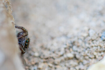 Closeup of jumping spider with beautiful green and blue eyes partially hidden under a small tree branch.