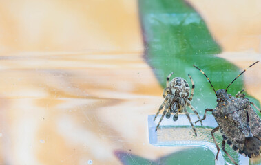 Bridge spider and a beetle together.