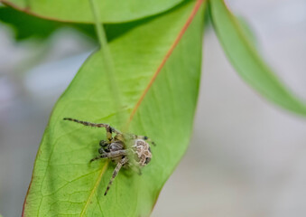 Male Larinioides sclopetarius (Bridge spider)