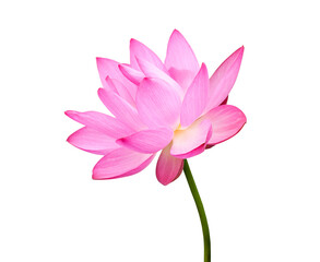 Lotus flower isolated on white background.