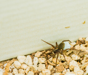 Closeup of a brown female spider