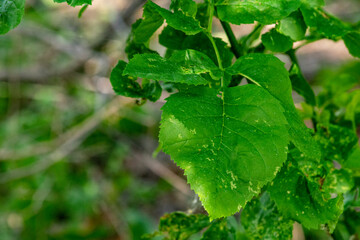 green leaf