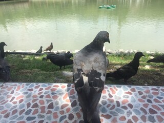 Gray pigeon with blurred back
