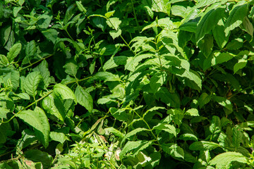 green leaves background