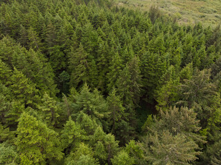 Christmas trees and green forest shot from above, top view