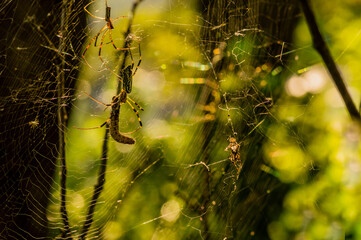 Fototapeta premium Closeup of a yellow and black spider attaching a caterpillar in its web while a smaller spider looks on.