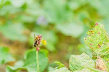 Wasp resting om stem of plant