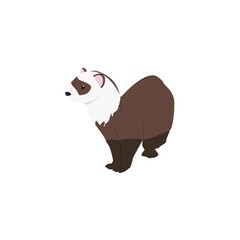 Ferret  Illustration