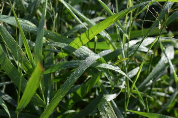 grass sedge in summer in the country