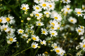 Full bloom of camomile or chamomile flowers. Daisy flower.
