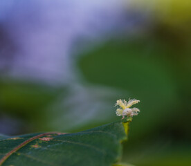 Beautiful Ricaniidae Planthopper nymph