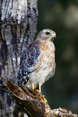 A beautiful Red-shouldered Hawk (Buteo lineatus) perches on a dead tree limb as sunset approaches. 