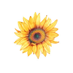 Handpainted watercolor sunflowers. Bright watercolor clipart of sunflowers. Can be used for your project,greeting cards,wedding,cards,bouquets,wreaths,invitation