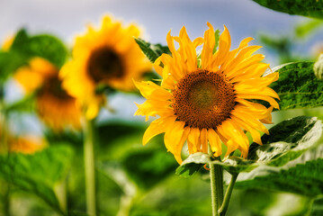 Fototapeta premium Field of yellow blooming sunflowers in the sun