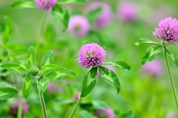 グリーンバックに咲く満開のムラサキツメクサ