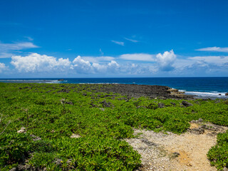 夏のさわやかな青空と沖縄の海岸に生えている植物と海