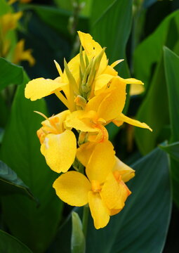 Yellow Canna Lily flower at full bloom in the summer