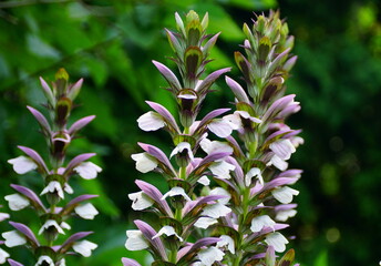 The upright white and purple flowers of Bear's Breeches 'Morning's Candle'