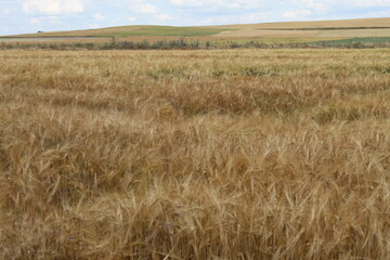 Obraz premium field of wheat