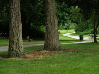 Tress in the park