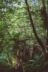Fototapeta premium wild bush landscape with lush and thick vegetation in Myrtle Falls in Tasmania
