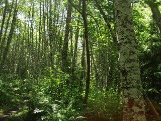 Obraz premium Birch forest