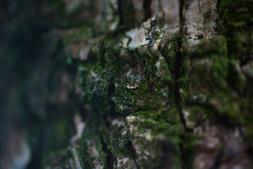 木と苔