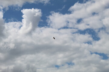 seagull in flight