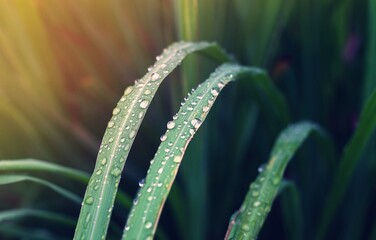 dew on grass