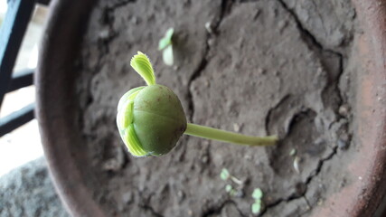bud of green plant 