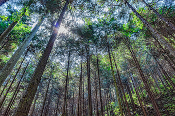 【エコイメージ】マイナスイオンたっぷりな森林