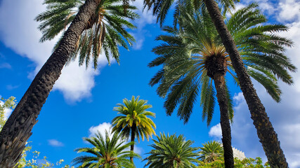 Obraz na płótnie Canvas palm trees isolated with blue sky 