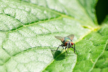 Fly on leaf