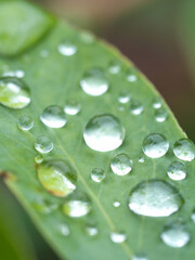 葉に残った雨つぶ