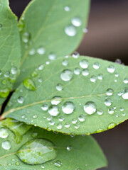 葉に残った雨つぶ