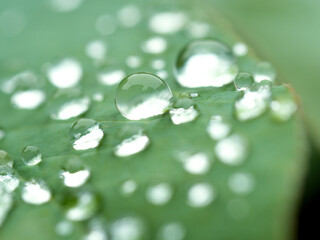 葉に残った雨つぶ