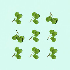 Obraz premium Green twig with beautiful leaves. Minimal natural Eco friendly concept.