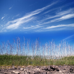 Flooded forest landscape with marsh and dead birch trees. Dried trees in floodwaters and blue sky.