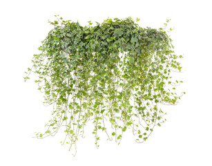 sprig of ivy on a white surface
