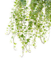 sprig of ivy on a white surface