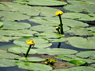 yellow water lilies and leaves on the surface of a summer river