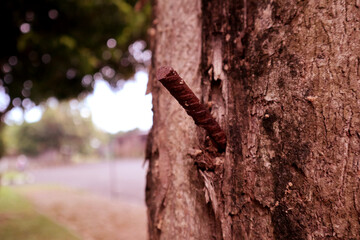 rust iron stuck in a tree branch