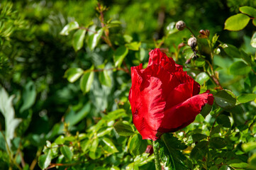 red rose in the garden
