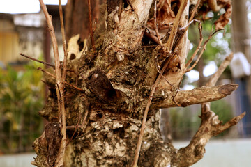 wooden branch texture, art  1
