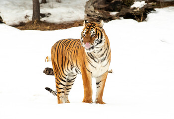 Siberian Tiger close up