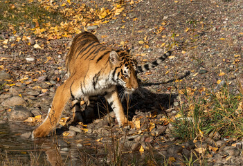 Siberian Tiger close up