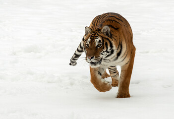 Naklejka premium Siberian Tiger close up